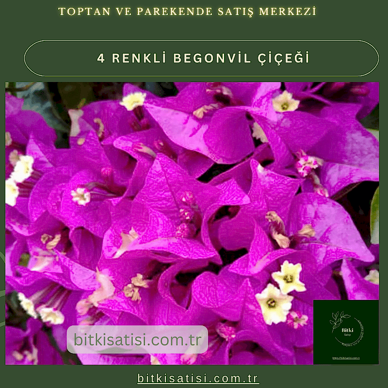 Begonvil Çiçeği: Bahçenizi Renklendirin!