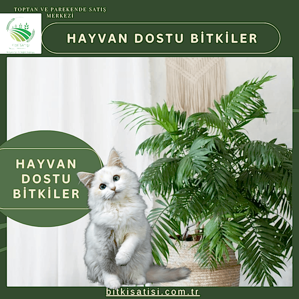 Hayvan Dostu  Bitkiler: Evcil Dostlarınıza Hem Şıklık Hem Sağlık