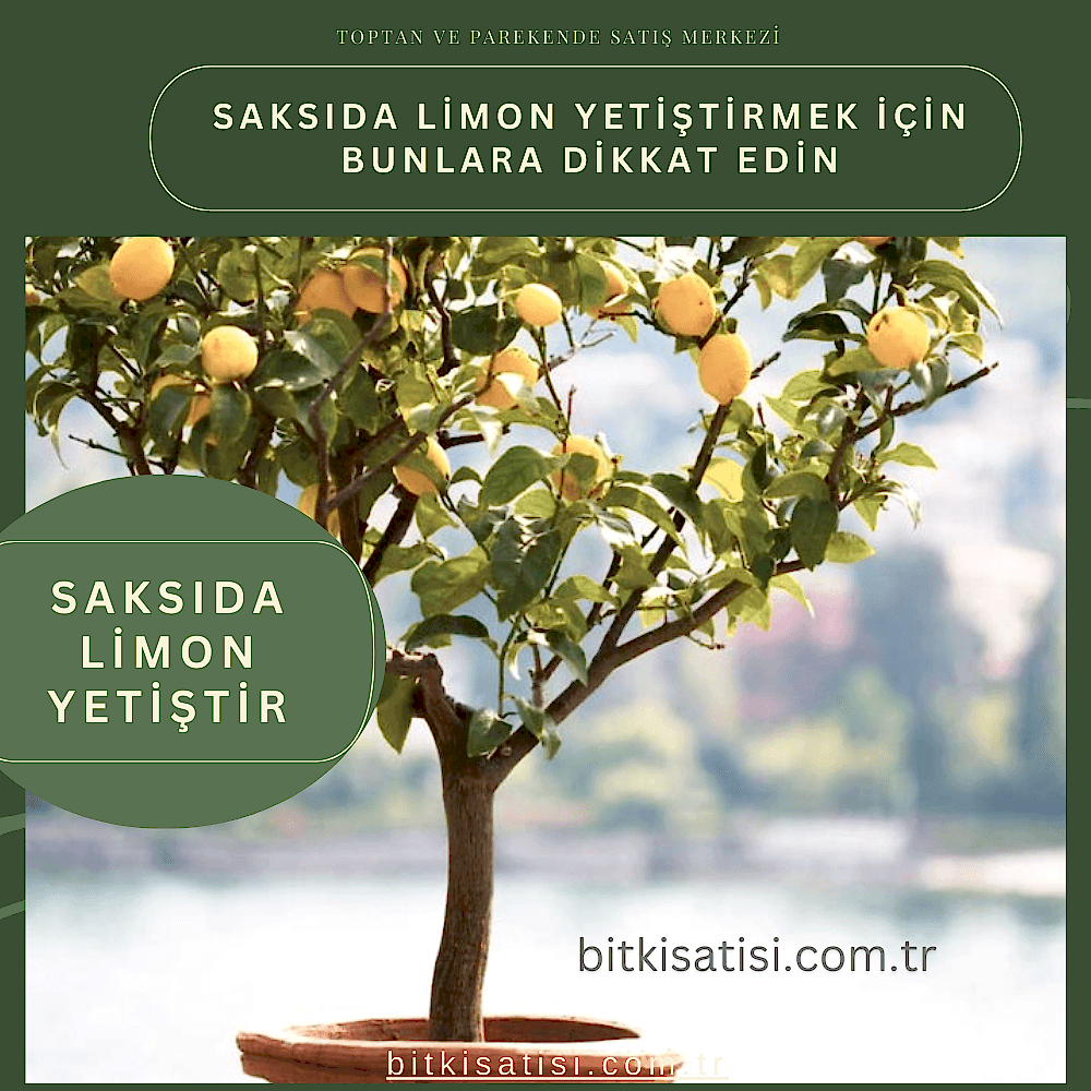 Saksıda limon yetiştirmek için mutlaka bunlara dikkat edin