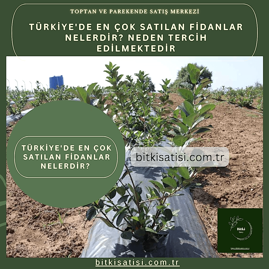 Türkiye'de En çok Satılan Fidanlar Nelerdir? Neden tercih edilmektedir