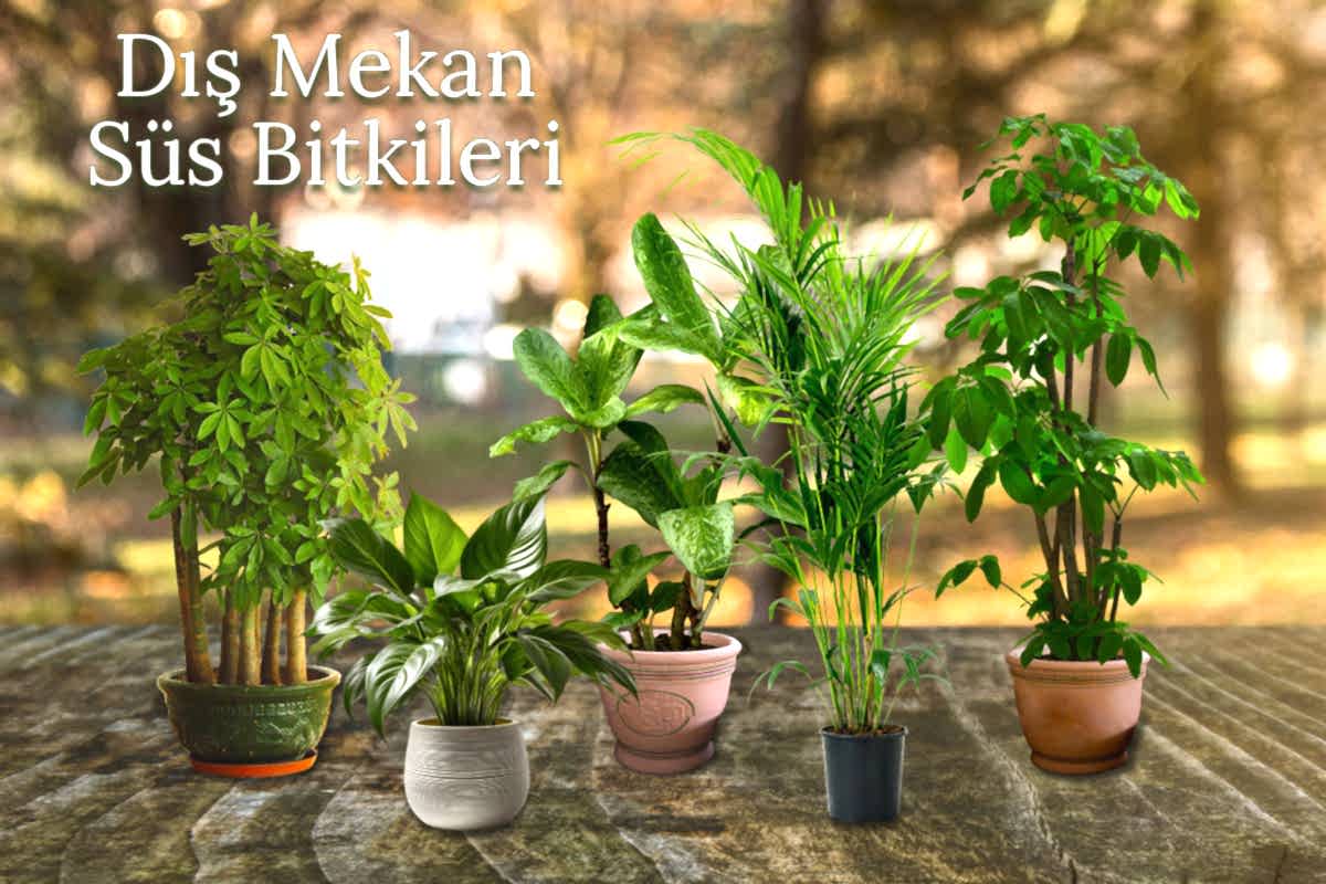 Troya Lavanta Üretim İmalat Resim - 2