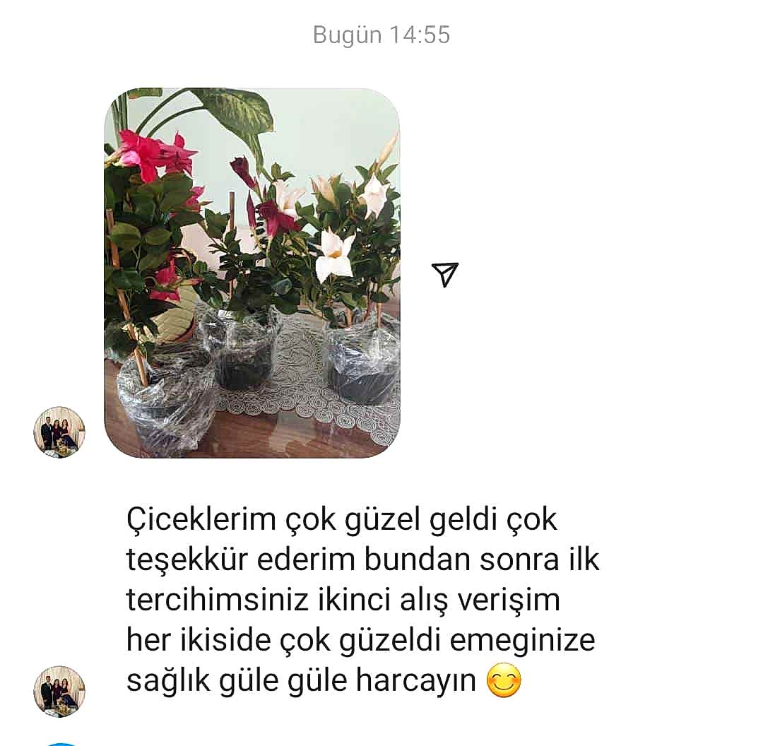 3 renkli Mandavilla Sarmaşığı