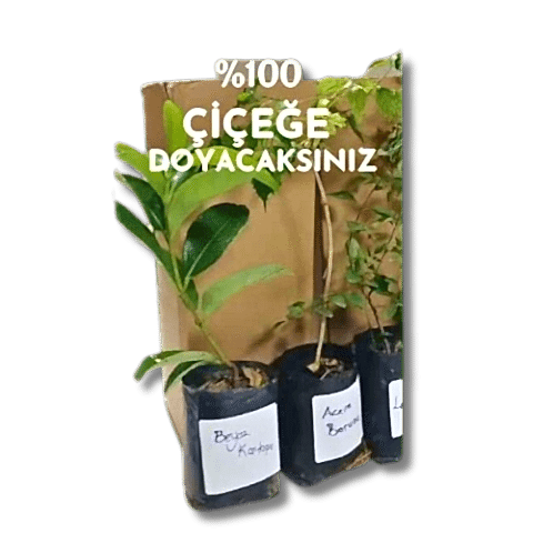 6lı set. 6 saksıda 6 çiçek Beyaz kartopu Acem borusu Leylak Ortanca Mor salkım Ful yasemin
