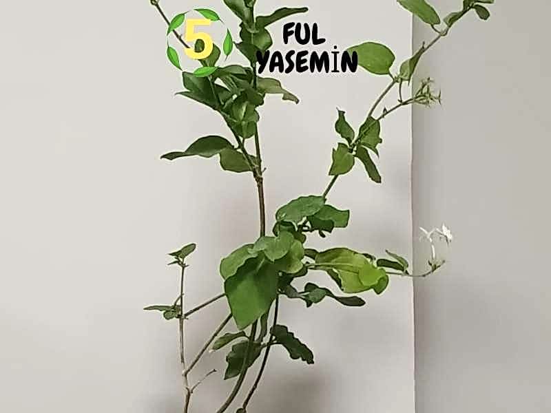 6lı set. 6 saksıda 6 çiçek Beyaz kartopu Acem borusu Leylak Ortanca Mor salkım Ful yasemin