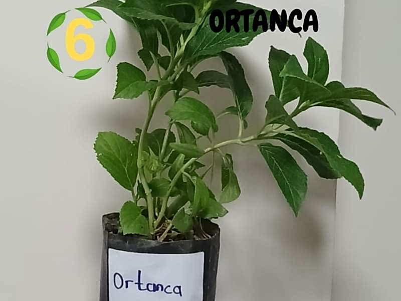 6lı set. 6 saksıda 6 çiçek Beyaz kartopu Acem borusu Leylak Ortanca Mor salkım Ful yasemin