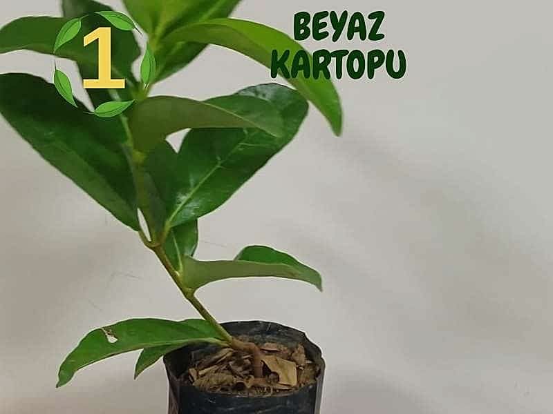 6lı set. 6 saksıda 6 çiçek Beyaz kartopu Acem borusu Leylak Ortanca Mor salkım Ful yasemin