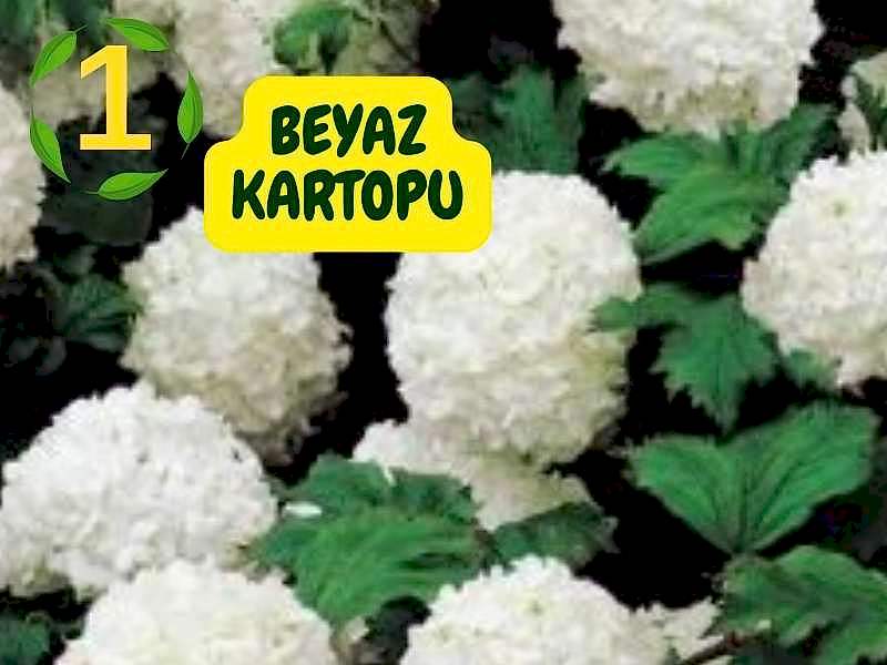 6lı set. 6 saksıda 6 çiçek Beyaz kartopu Acem borusu Leylak Ortanca Mor salkım Ful yasemin