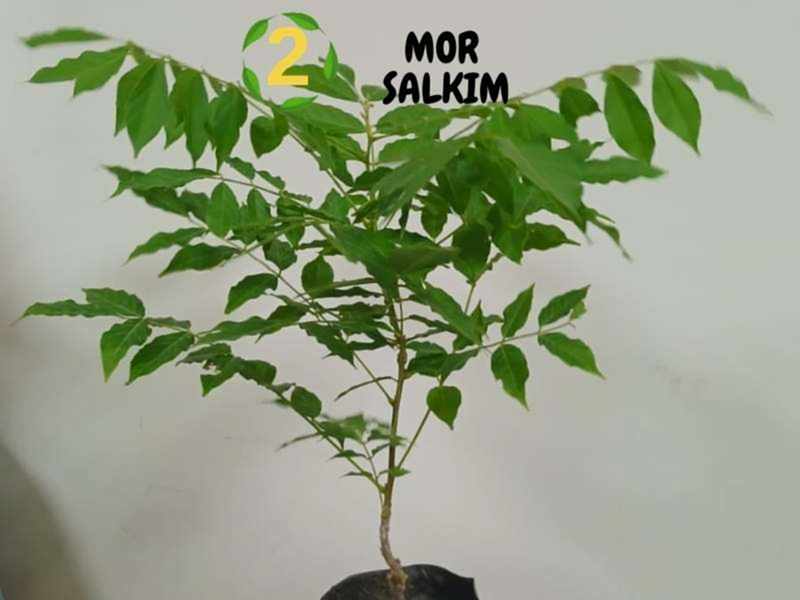 6lı set. 6 saksıda 6 çiçek Beyaz kartopu Acem borusu Leylak Ortanca Mor salkım Ful yasemin