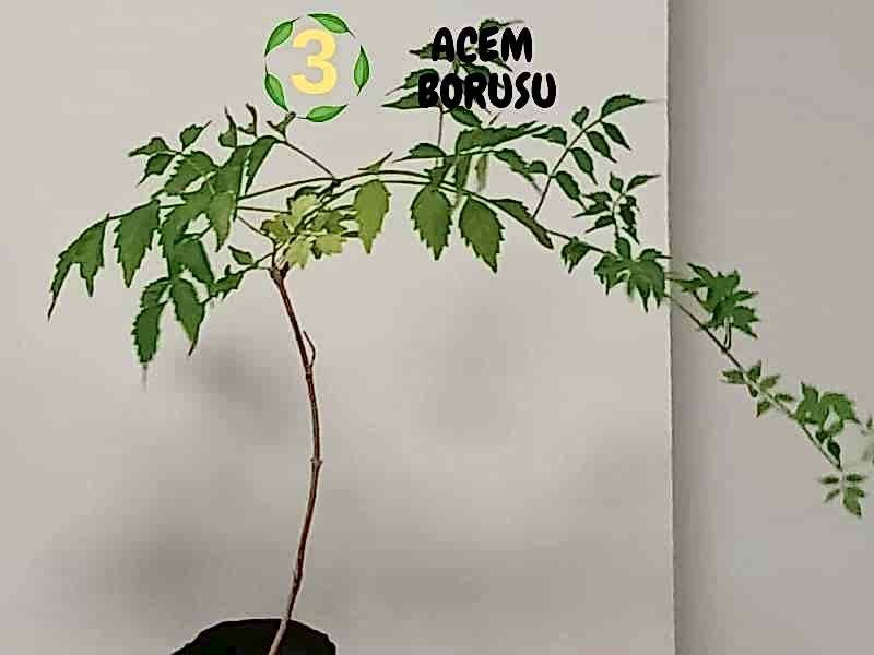 6lı set. 6 saksıda 6 çiçek Beyaz kartopu Acem borusu Leylak Ortanca Mor salkım Ful yasemin