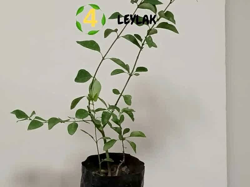 6lı set. 6 saksıda 6 çiçek Beyaz kartopu Acem borusu Leylak Ortanca Mor salkım Ful yasemin
