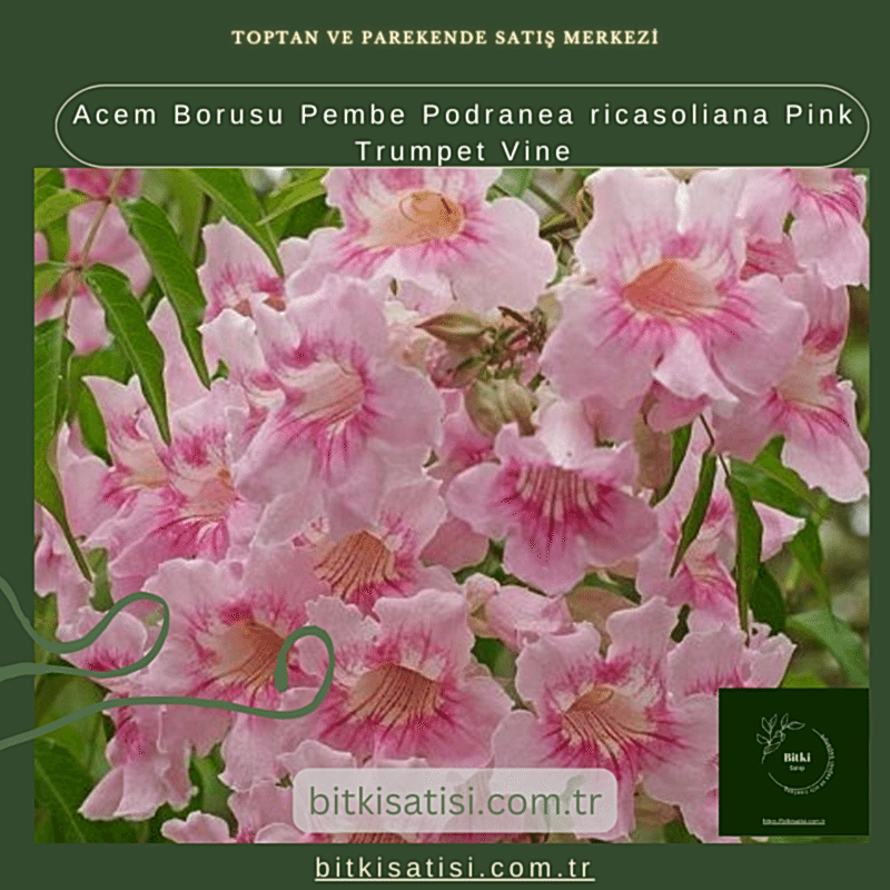 Acem Borusu Pembe Podranea ricasoliana Pink Trumpet Vine