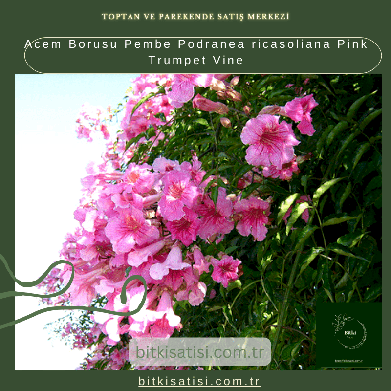 Acem Borusu Pembe Podranea ricasoliana Pink Trumpet Vine