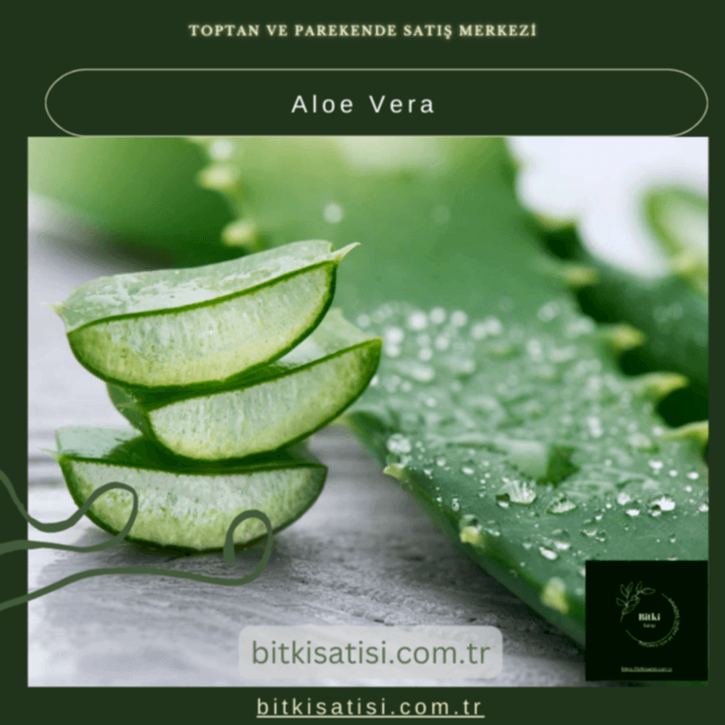 Aloe Vera Bitkisi - Doğal Cilt Bakımı ve Sağlık İçin Yetiştirin