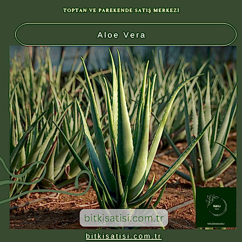 Aloe Vera Bitkisi - Doğal Cilt Bakımı ve Sağlık İçin Yetiştirin