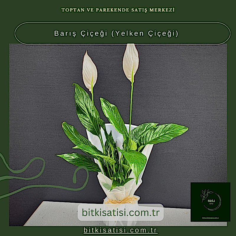 Barış Çiçeği-Yelken Çiçeği- Spatifilyum