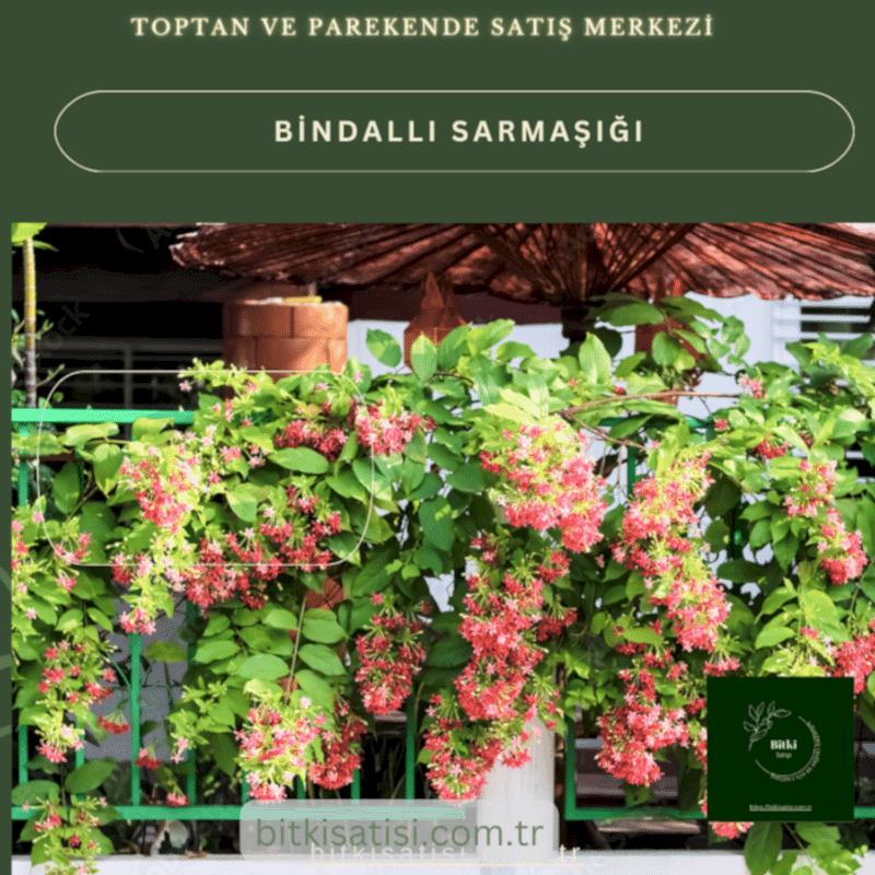 Bindallı Sarmaşığı Muhteşem Görüntü Muhteşem Kokulu