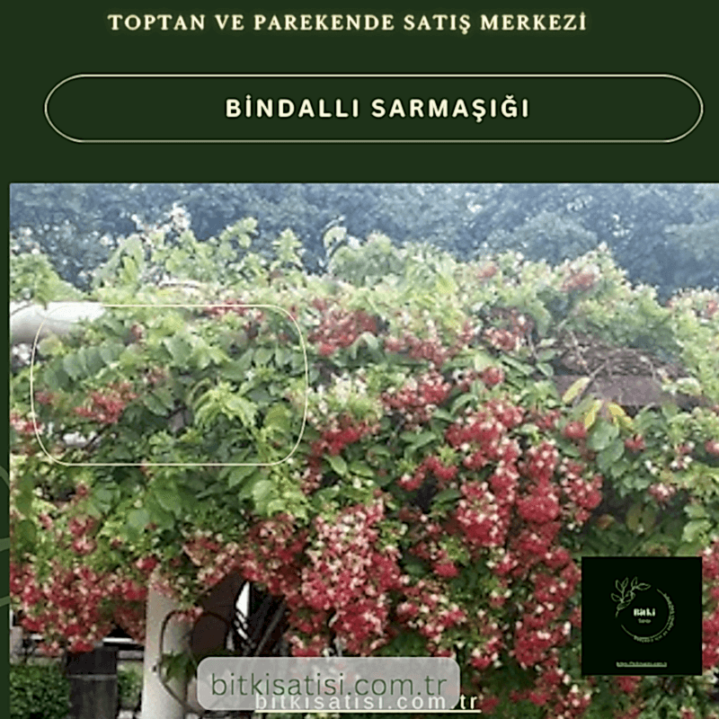 Bindallı Sarmaşığı Muhteşem Görüntü Muhteşem Kokulu