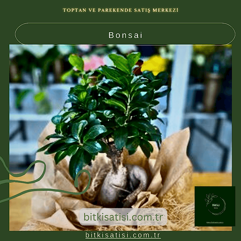 Bonsai