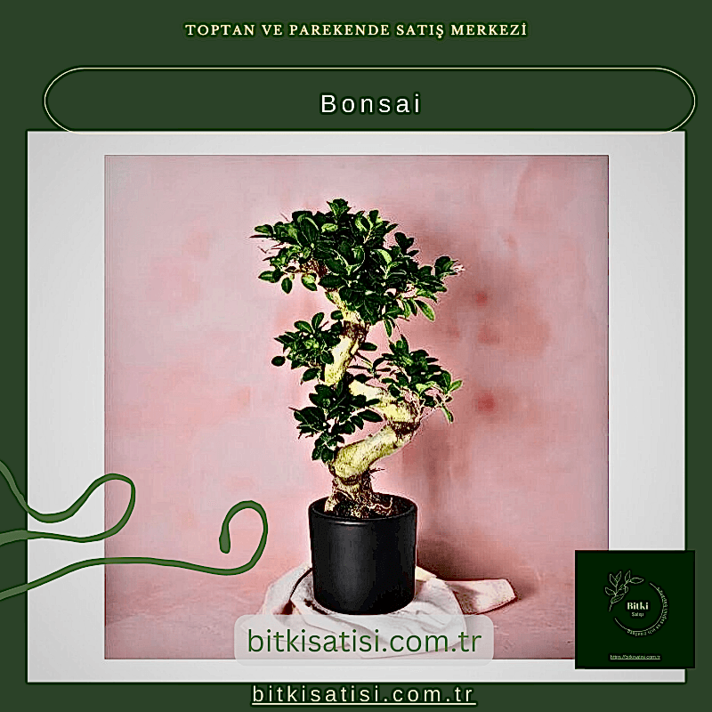 Bonsai