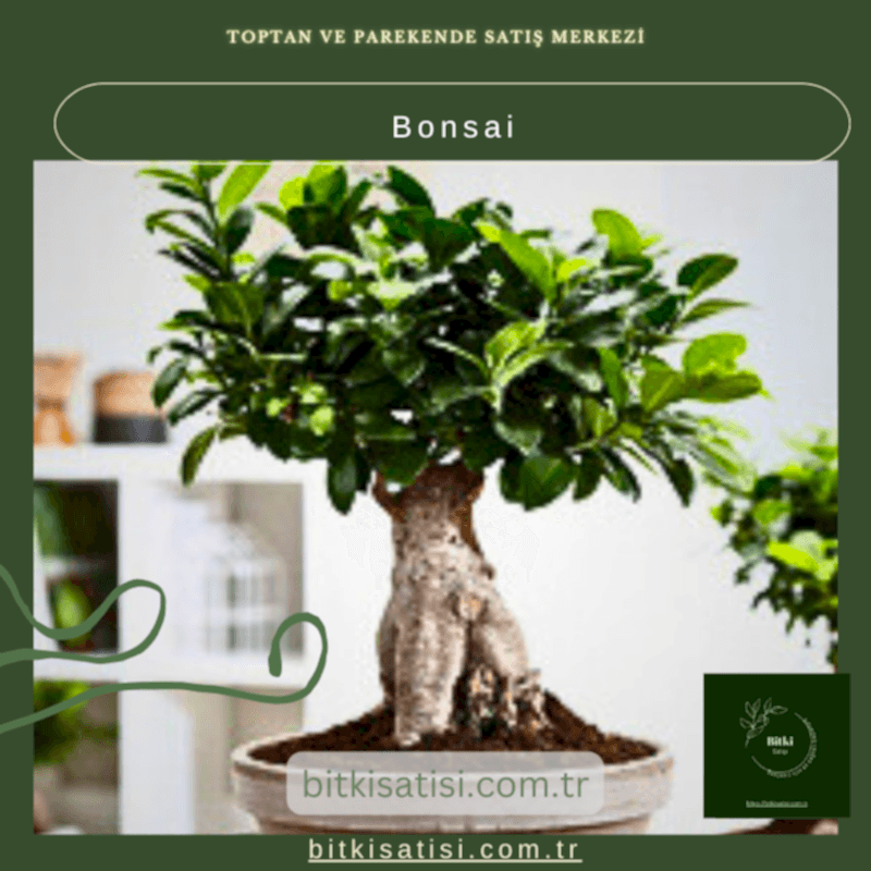 Bonsai
