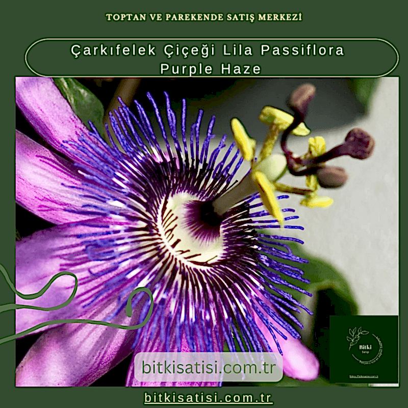 Çarkıfelek Çiçeği Lila Passiflora Purple Haze