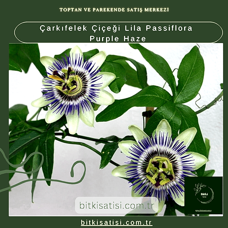 Çarkıfelek Çiçeği Lila Passiflora Purple Haze