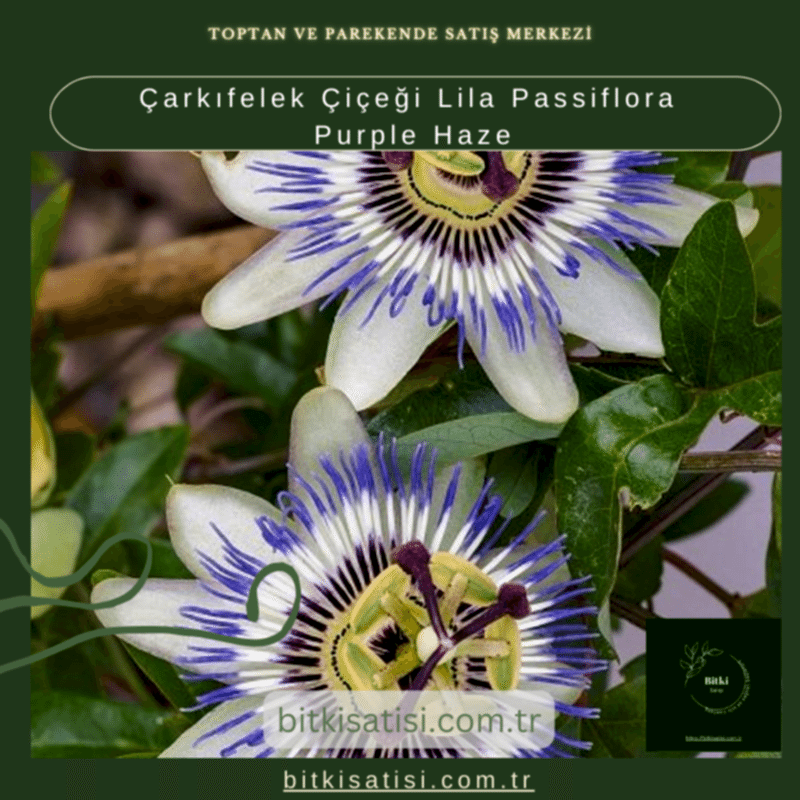 Çarkıfelek Çiçeği Lila Passiflora Purple Haze