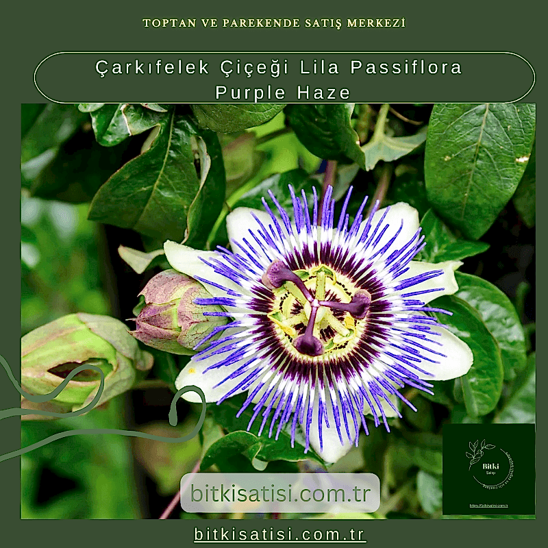 Çarkıfelek Çiçeği Lila Passiflora Purple Haze