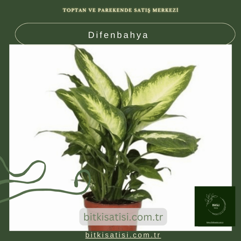 Difenbahya Bitkisi