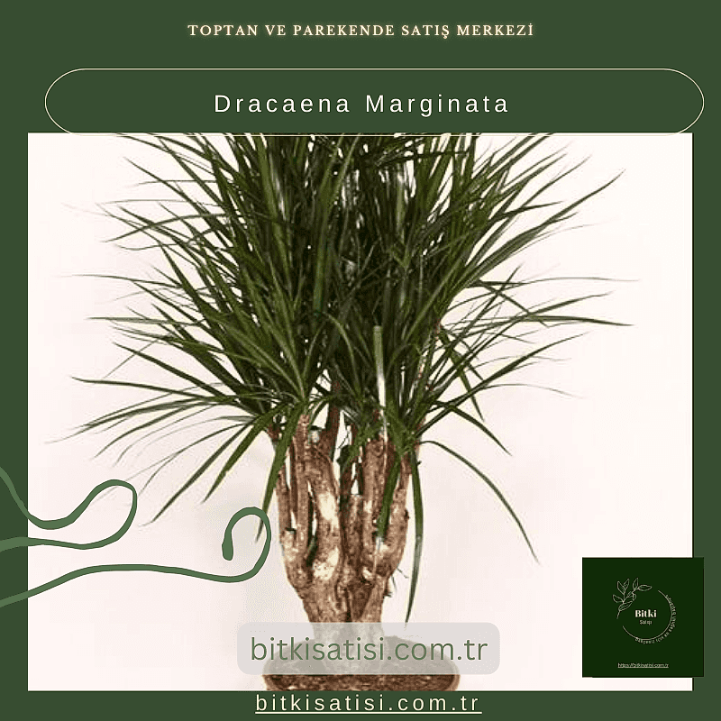 Dracaena Marginata