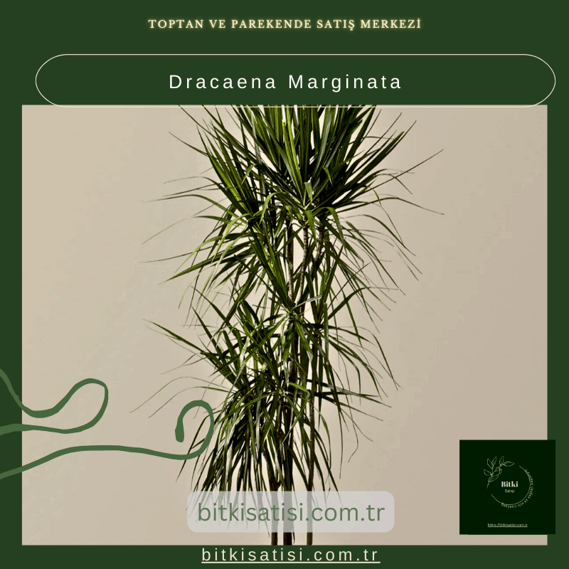 Dracaena Marginata