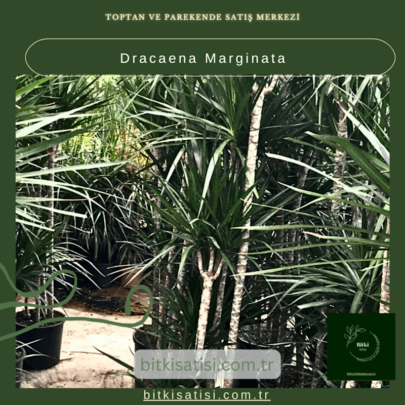 Dracaena Marginata