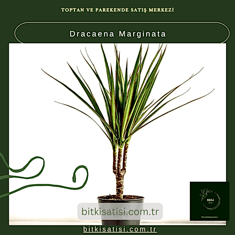 Dracaena Marginata