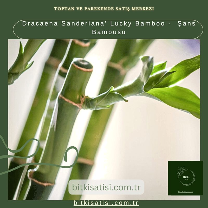 Dracaena Sanderiana' Lucky Bamboo -  Şans Bambusu