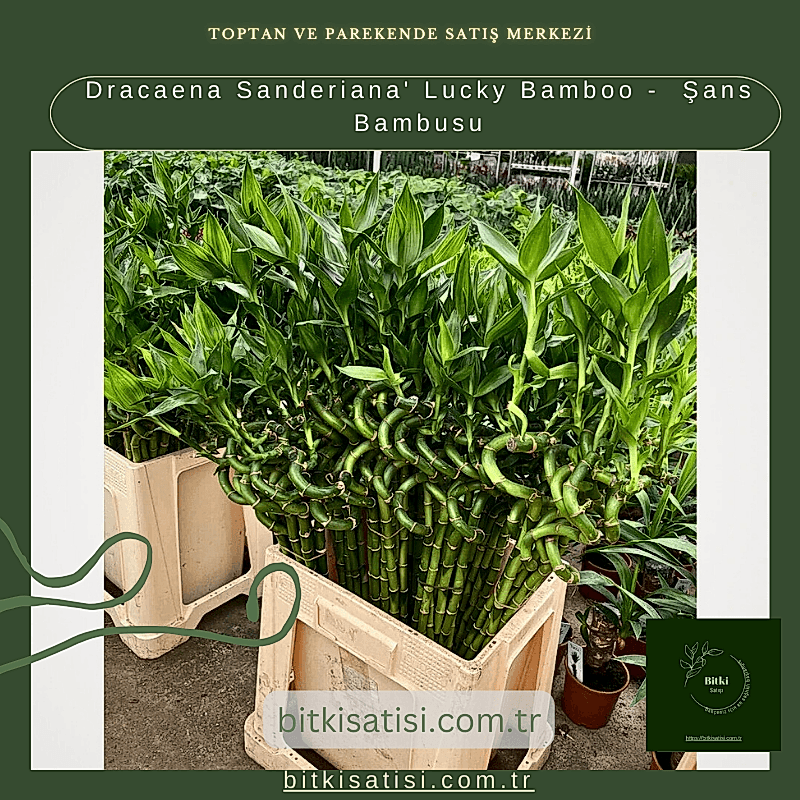 Dracaena Sanderiana' Lucky Bamboo -  Şans Bambusu