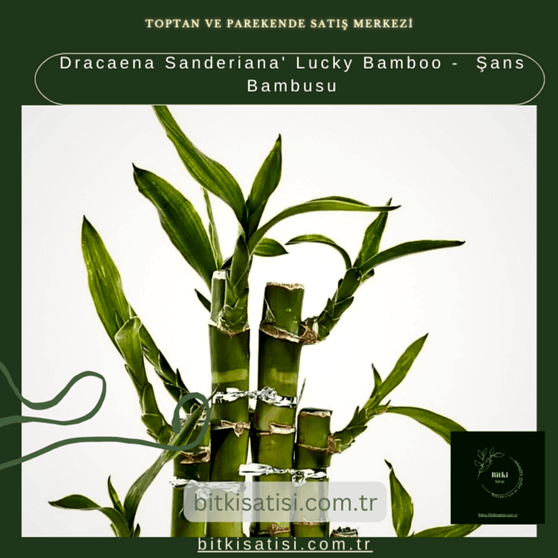 Dracaena Sanderiana' Lucky Bamboo -  Şans Bambusu