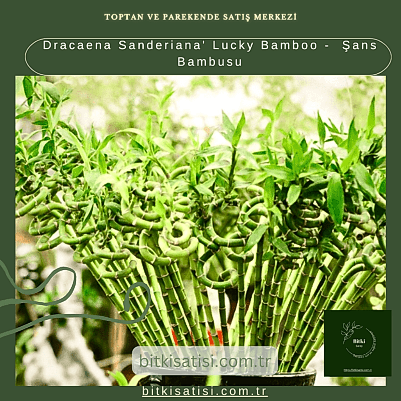 Dracaena Sanderiana' Lucky Bamboo -  Şans Bambusu