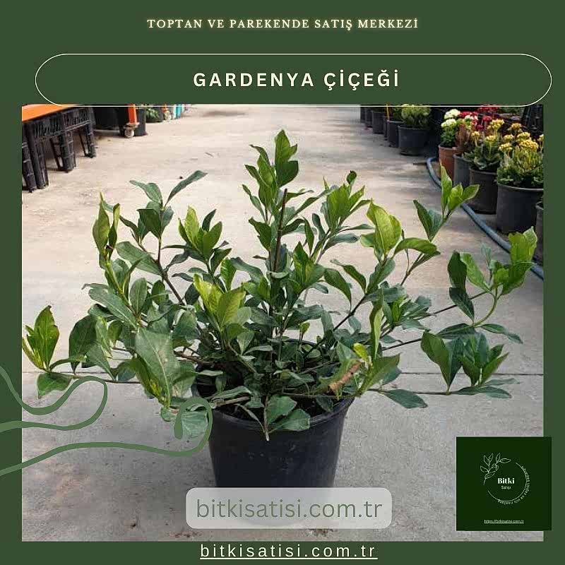 Gardenya Çiçeğiyle Bahçenizi Şenlendirin