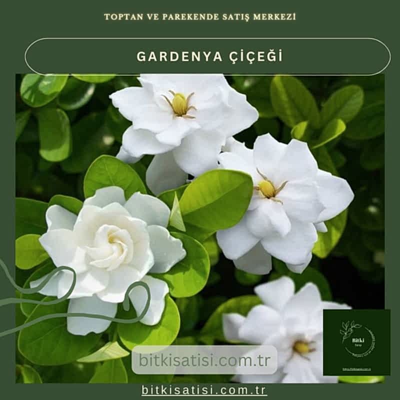 Gardenya Çiçeğiyle Bahçenizi Şenlendirin