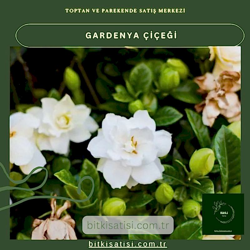 Gardenya Çiçeğiyle Bahçenizi Şenlendirin