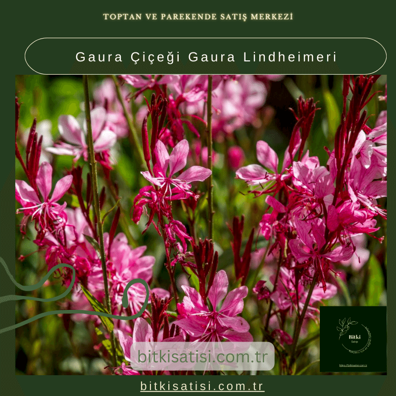 Gaura Çiçeği Gaura Lindheimeri