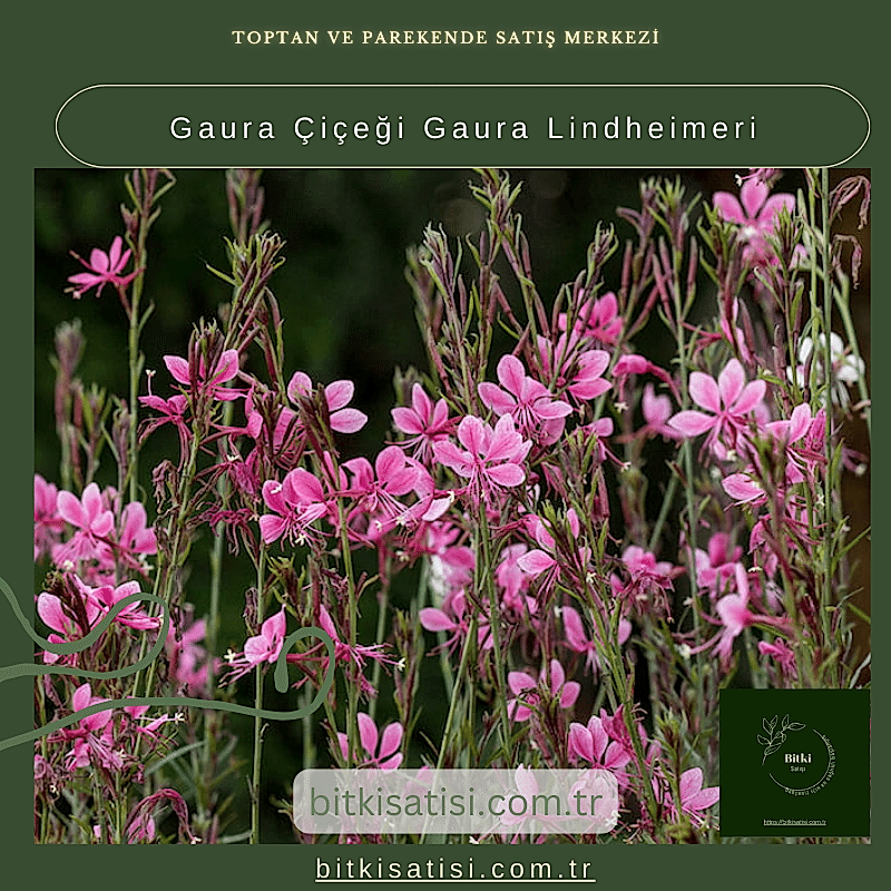 Gaura Çiçeği Gaura Lindheimeri