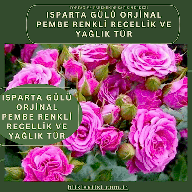 Isparta Gülü Orjinal Pembe Renkli Recellik Ve Yağlık Tür