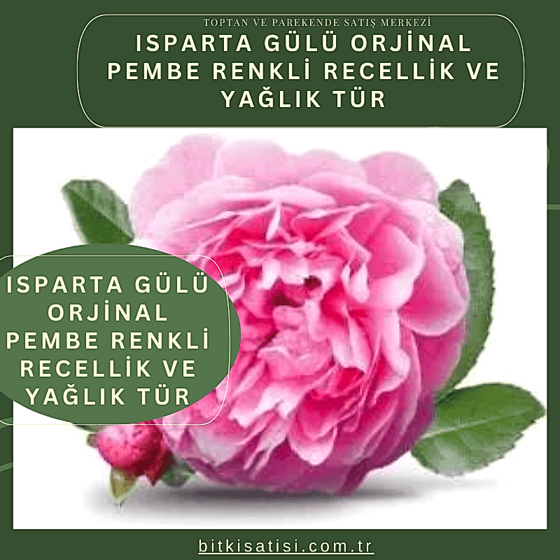 Isparta Gülü Orjinal Pembe Renkli Recellik Ve Yağlık Tür