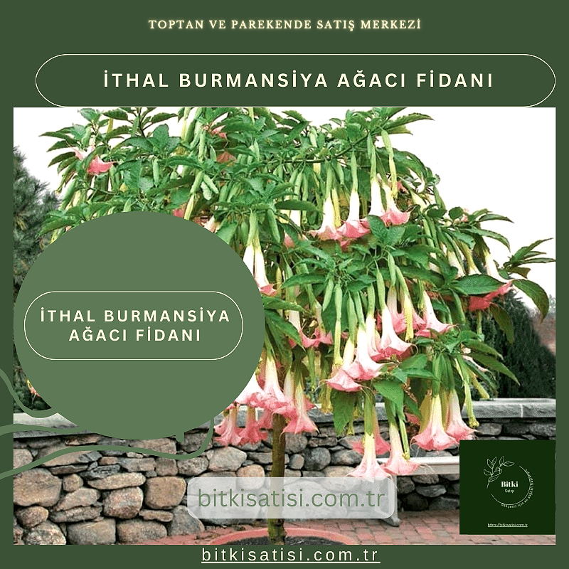 İthal Burmansiya Ağacı Fidanı