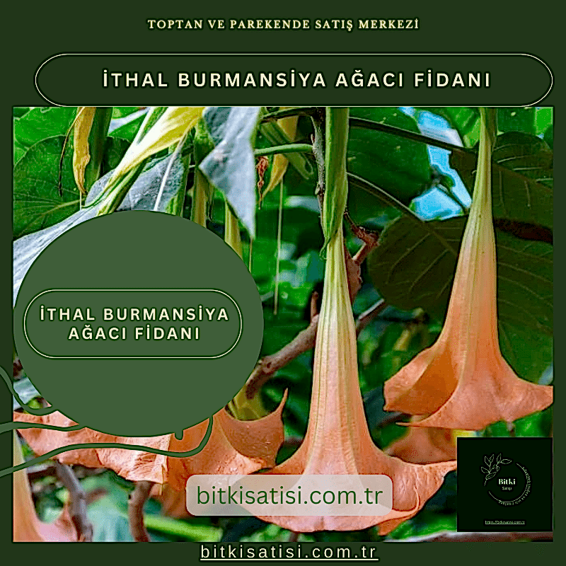 İthal Burmansiya Ağacı Fidanı