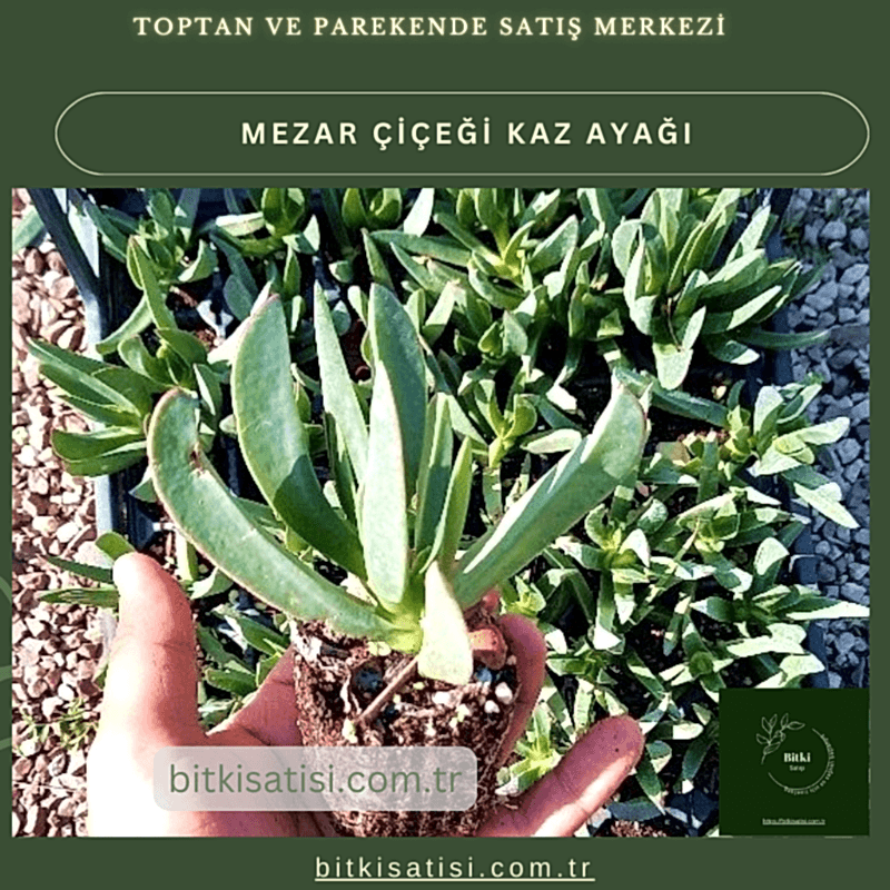 Kaz ayağı mezar çiçeği. Sıcak soğuk ve susuzluğa dayanıklı 45 fide al