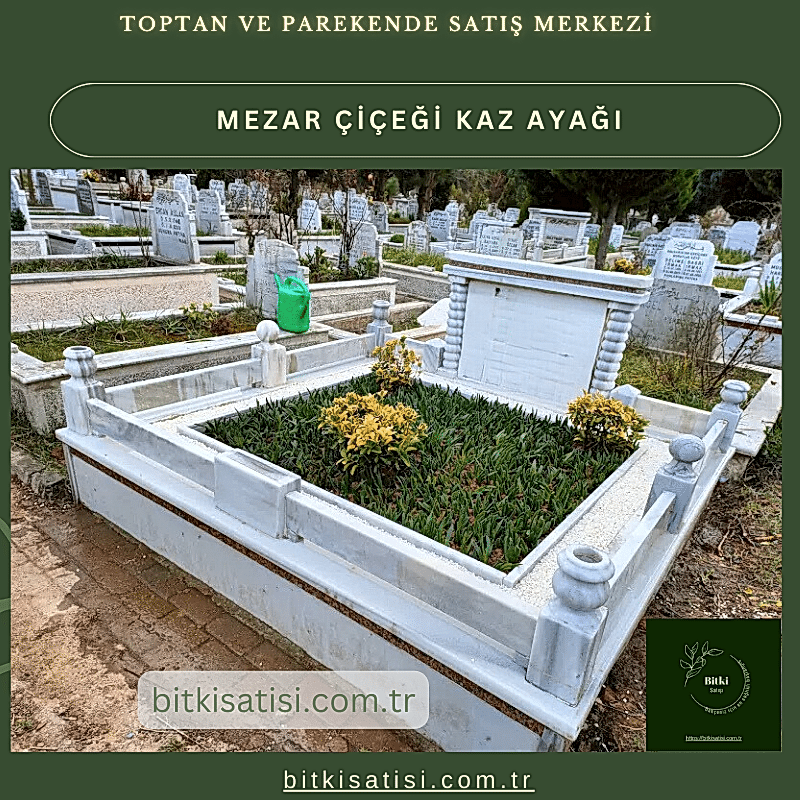 Kaz ayağı mezar çiçeği. Sıcak soğuk ve susuzluğa dayanıklı 45 fide al