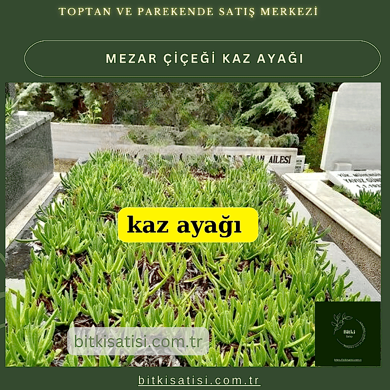 Kaz ayağı mezar çiçeği. Sıcak soğuk ve susuzluğa dayanıklı 45 fide al