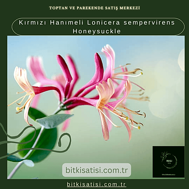 Kırmızı Hanımeli Lonicera sempervirens Honeysuckle